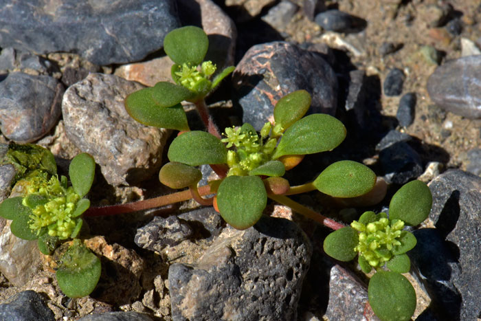 Gilmania luteola, Goldencarpet